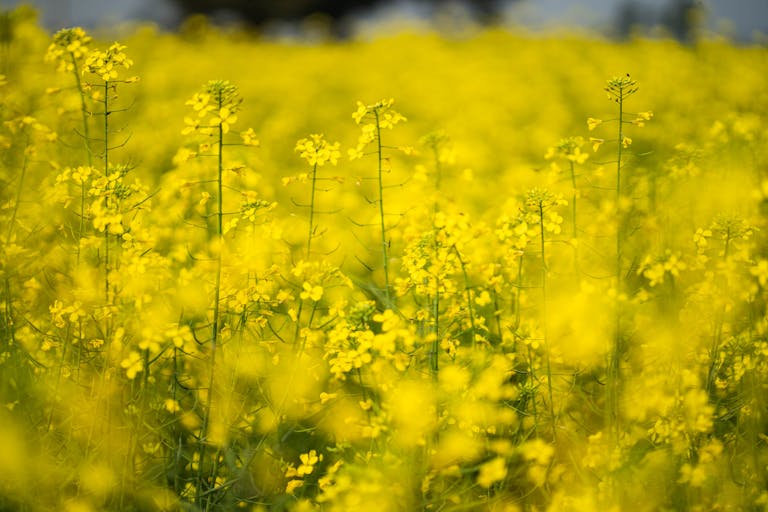 Capture of a lush yellow mustard field in Punjab, India with vibrant blossoms.